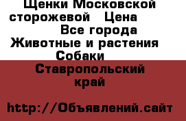 Щенки Московской сторожевой › Цена ­ 35 000 - Все города Животные и растения » Собаки   . Ставропольский край